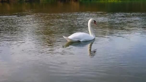Two swans floating in the water. - Footage, Video
