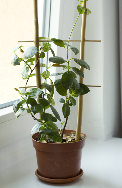 Accueil plantes dans de beaux stands confortables et intérieur modeste
 - Photo, image