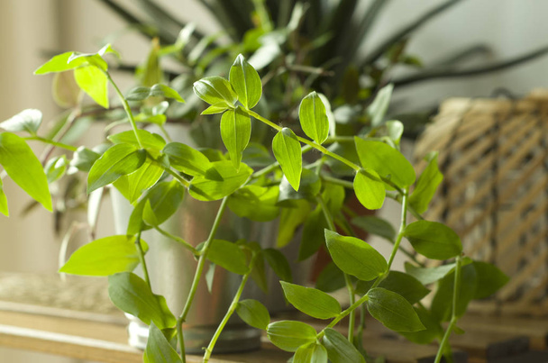 Otthon növények szép hangulatos standok és szerény belső - Fotó, kép