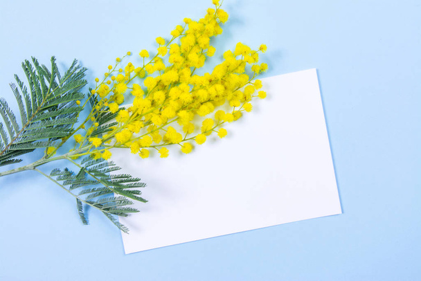 Mimosa květiny na modrém pozadí s papírovým listem pro váš nepořádek - Fotografie, Obrázek