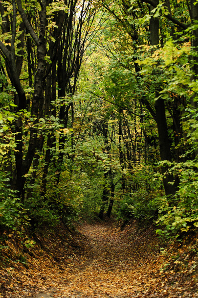 Autumn forest - Foto, Bild