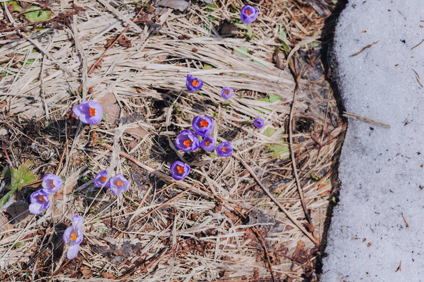 První krokusy kvetou zpod sněhu ve Vysokých Tatrách na Slovensku - Fotografie, Obrázek