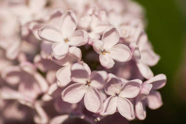 Spring blossoming lilac at park - Foto, Imagen
