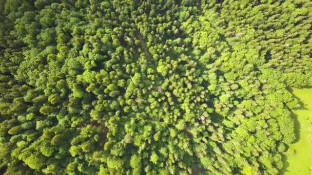 Top down aerial view of green summer forest with many fresh trees. - Footage, Video