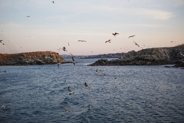 Sunset on the sea, seagulls fly over the waves and the outlines of the stone island. The orange light of the setting sun illuminates the gulls above the sea and the dark water of the Black sea - Fotografie, Obrázek