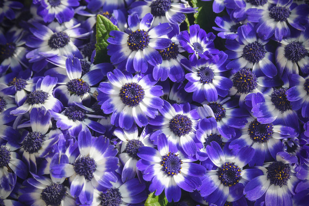 ペリカリスハイブリッドの美しい青い花。閉鎖. - 写真・画像