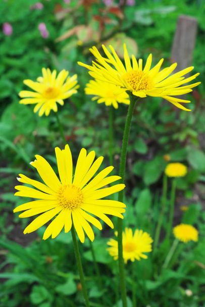 Beautiful yellow flowers of mountain arnica. Wild flowers. - Photo, Image