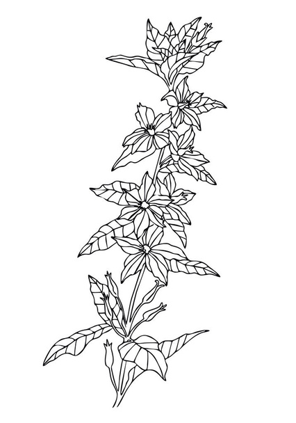 άγριο λουλούδι. Χειροποίητα φυτικά λουλούδια που απομονώνονται σε λευκό φόντο. Χρωματισμός διανυσματικής απεικόνισης - Διάνυσμα, εικόνα