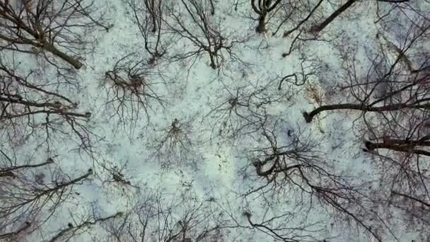 Vista aérea del bosque desnudo de invierno. - Metraje, vídeo