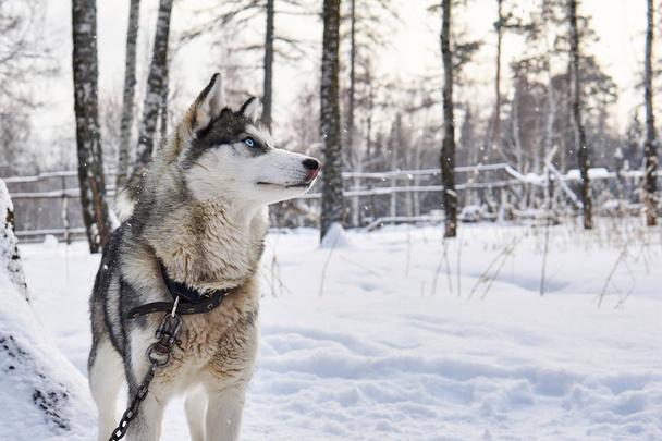 Husky dog on a leash dreamily looks into the distance in winter - Φωτογραφία, εικόνα