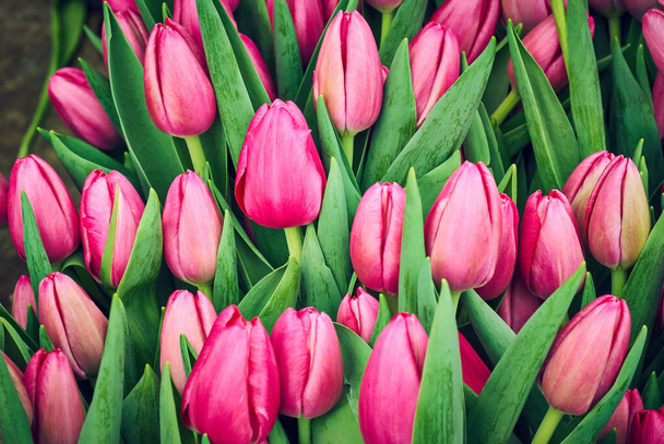 květinové pozadí - růžové tulipány - Fotografie, Obrázek