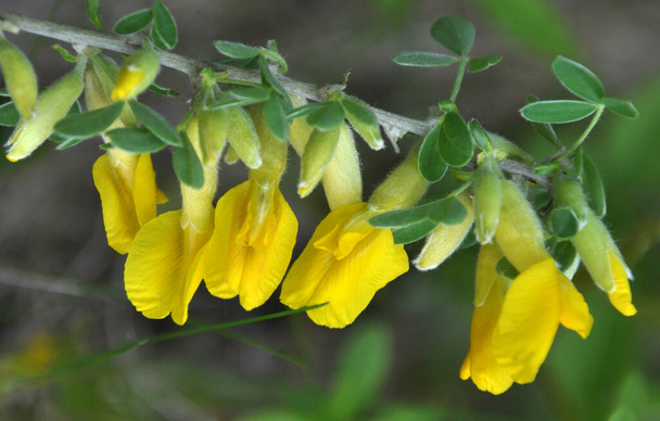 In spring, cytisus (Chamaecytisus ruthenicus) blooms in nature - Photo, Image