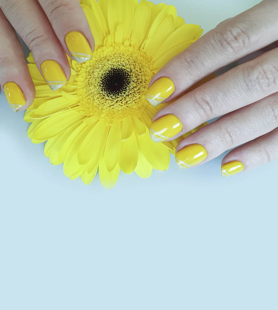female hand beautiful manicure gerbera flower on a colored background - 写真・画像