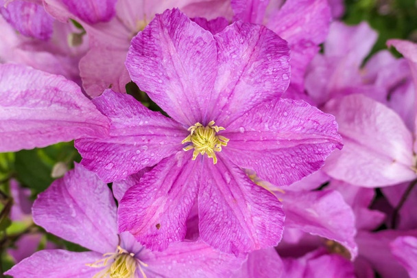 Flores de jardín rosadas con gotas de lluvia
  - Foto, imagen