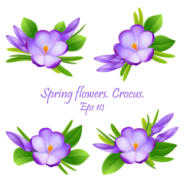 first flowers.  beautiful spring flowers crocuses . Cute composi - Vector, Image