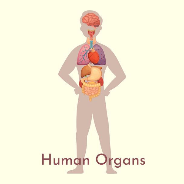 Vektorová sbírka vnitřních orgánů v kresleném stylu. Anatomie lidského těla. Orgán biologie člověka: Srdce, mozek, plíce, játra, žaludek, ledviny a vnější ikony. - Vektor, obrázek