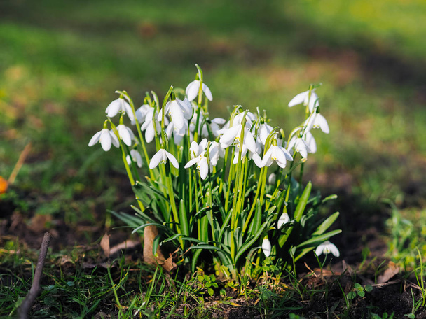 早春に美しい新鮮な開花の雪のグループ. - 写真・画像