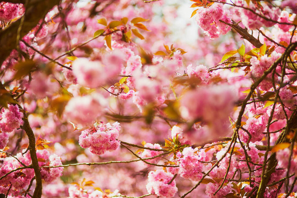 pink cherry blossom tree in full bloom on a spring day - Fotografie, Obrázek