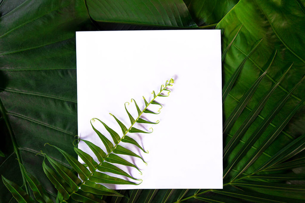 Real palm leaves with white paper copy space background. - Fotografie, Obrázek