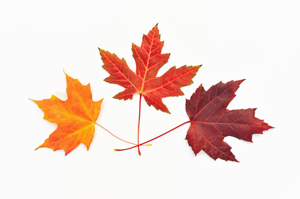 Maple leaves on white - Фото, изображение