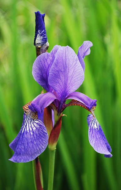 bright lilac flowers of irises among green leaves - Photo, Image