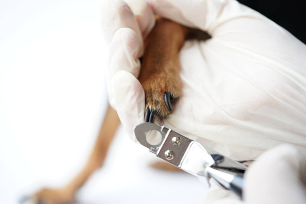 La patte d'un chien dans les mains d'un vétérinaire pour une coupe professionnelle sûre des griffes des animaux par un médecin.Gros plan
. - Photo, image