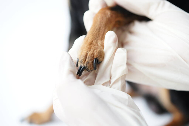 Tlapa psa v rukou veterinárního lékaře pro bezpečné profesionální ořezávání drápů zvířat lékařem. Detailní záběr. - Fotografie, Obrázek