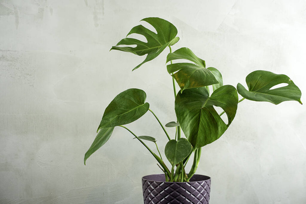 home pianta foglie di palma tropicale in un vaso in piedi su un tavolo scuro. concetto di giardinaggio domestico
. - Foto, immagini