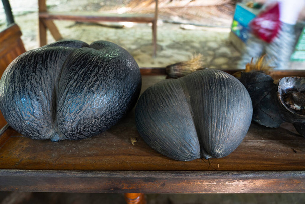 Coco del mar největší osivo na světě na Seychelském ostrově Mahe  - Fotografie, Obrázek