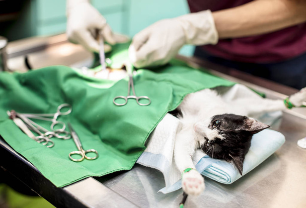 cat on the operating table and  veterinary surgery - Fotografie, Obrázek