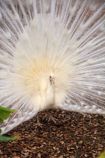 White peacock Pavo Albus bird with its feathers spread - Foto, Imagem