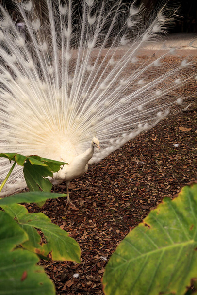 Pavão branco Pavo Albus com suas penas espalhadas
 - Foto, Imagem