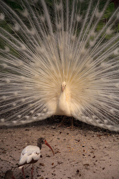 Pavão branco Pavo Albus com suas penas espalhadas
 - Foto, Imagem