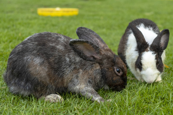 Cute two a little rabbits isolated standing and eating on the grass background. - Photo, Image