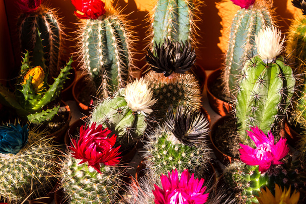 Kaktus - Valokuva, kuva