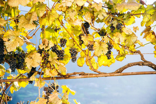 Modré hrozny při západu slunce na podzimní vinici - Fotografie, Obrázek