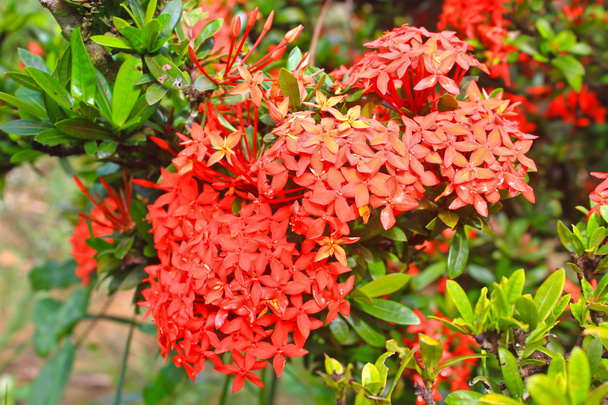 closeup κόκκινο λουλούδι - Φωτογραφία, εικόνα