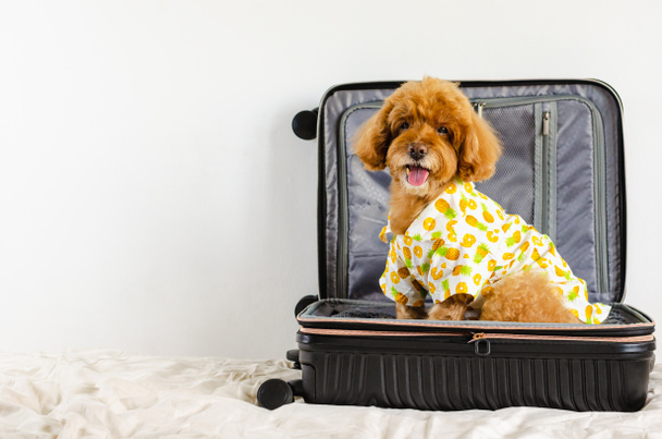 An adorable brown Poodle dog wearing summer dress and sitting in the luggage when going to travel with the owner. - Foto, imagen