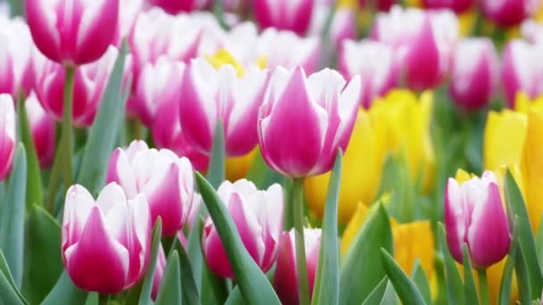 Beautiful tulips flower in tulip field at winter or spring day - Footage, Video