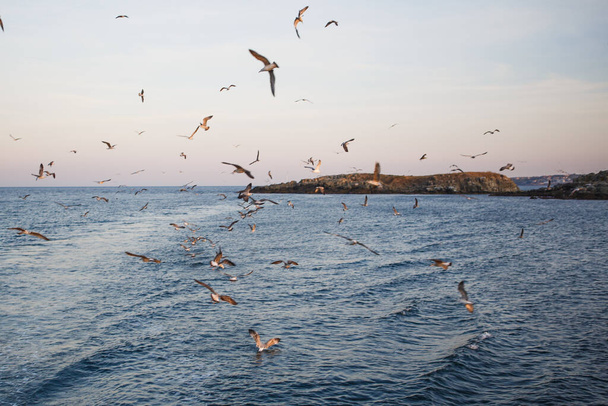 Sunset on the sea, seagulls fly over the waves and the outlines of the stone island. The orange light of the setting sun illuminates the gulls above the sea and the dark water of the Black sea - Photo, image