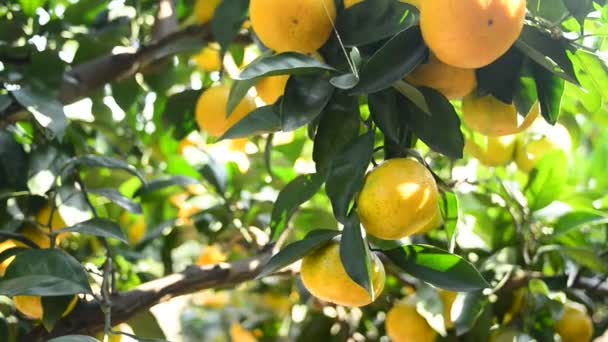 Naranjas maduras
 - Metraje, vídeo