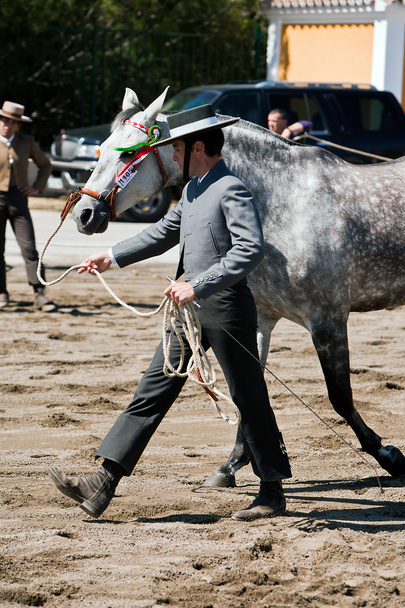 Pferdeprüfung der Morphologie auf rein spanische Pferde - Foto, Bild