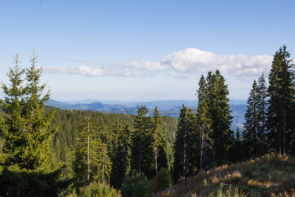 View of the mountains in Bulgaria with the tops of tall fir trees. Wild spruce forest on the slopes of the hills in the Rhodopes - Fotó, kép