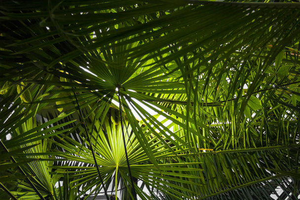 grandes feuilles de palmier vert - Photo, image