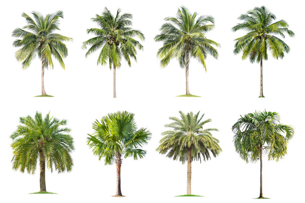 cocotiers et palmiers Arbre isolé sur fond blanc
 ,  - Photo, image