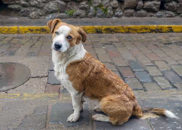 stray dog posing - Fotó, kép