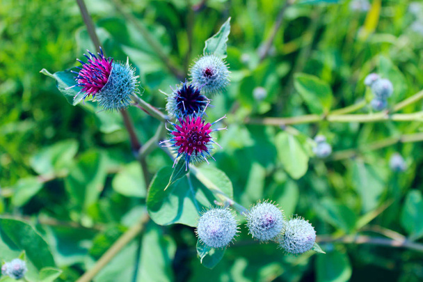 Blurry colorful nature background. Cropped shot of big burdock, blurry background. - Photo, Image