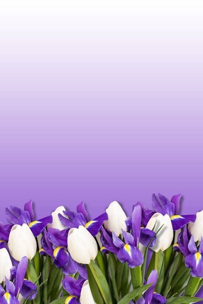 Bouquet of irises and white tulips on a white background. Place for text.  - Fotó, kép