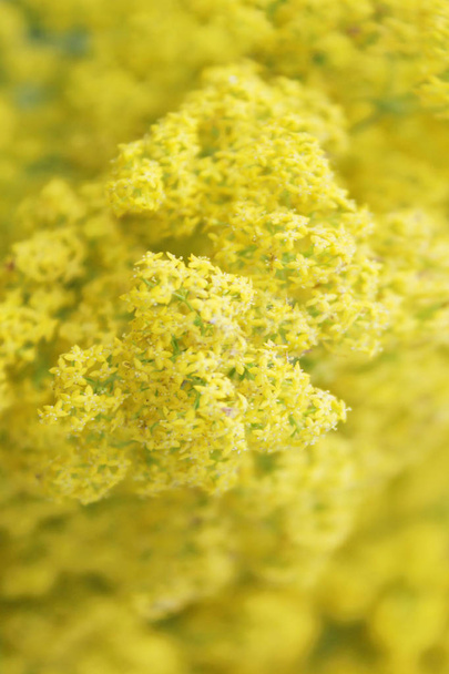 Blurry nature background. Blurrred shot of yellow flowers. Nature texture background. - 写真・画像