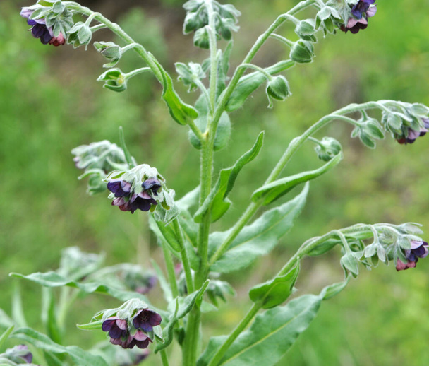 Cynoglossum officinale blooms in nature - Photo, Image